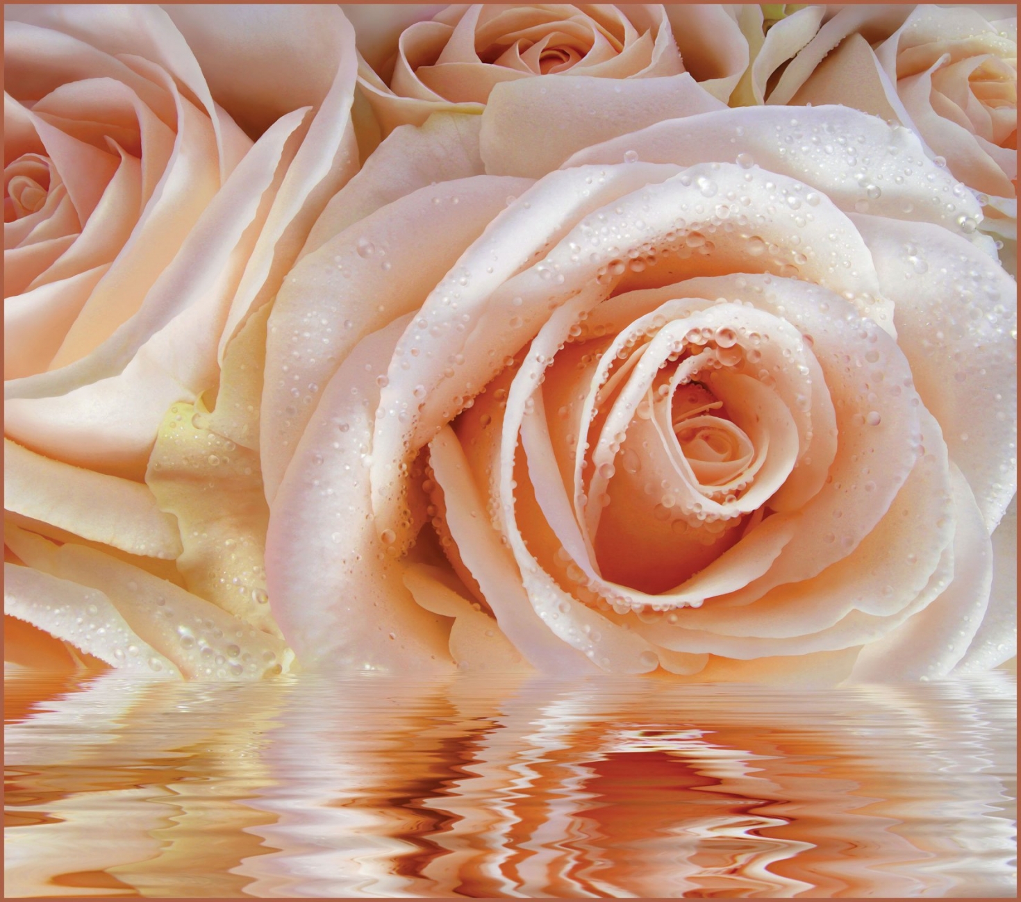 Фотообои розы