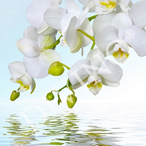 картинка Орхидея над водой C-244 (2,0х2,7 м) от магазина Обои Элизиум
