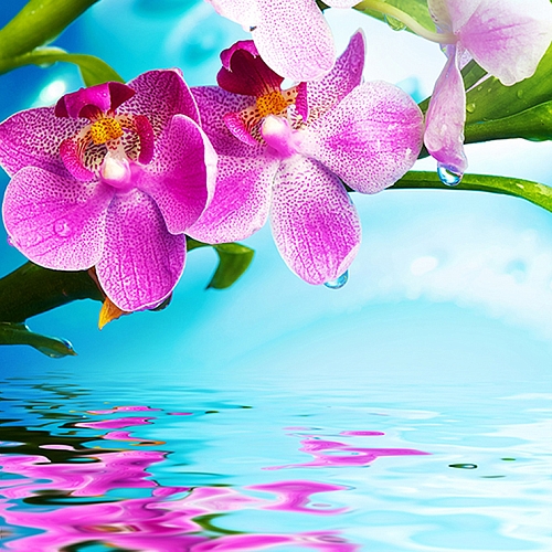 Фотообои Цветки орхидеи В-096 (2,0х2,7 м)