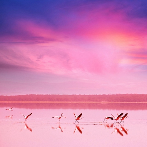 Фотообои Фламинго на закате С-081