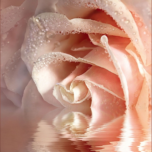 Фотообои Кремовая роза 082(1,96х2,01 м)