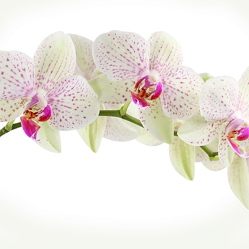 Фотообои Орхидея веточка C-394  (3,0х2,7 м)