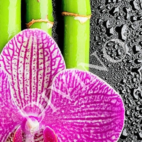 Фотообои Орхидея и бамбук C-286 (1,0х2,7 м)