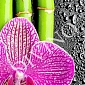 Орхидея и бамбук C-286 (1,0х2,7 м)