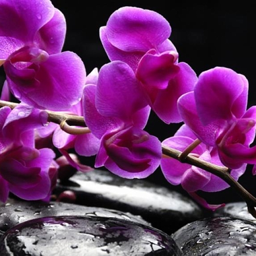 Фотообои Орхидея  В1-322 (2,0х1,47 м)