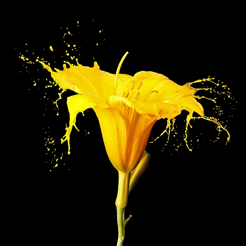 Фотообои Желтый цветок T-094 (3,0х2,7 м)