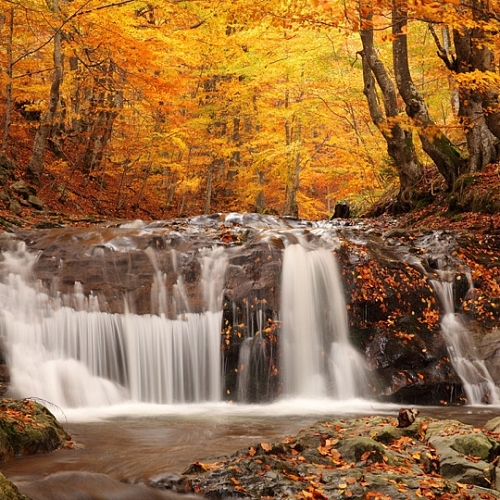 Фотообои Осенний лес С-095