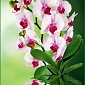Орхидея 058 (1,34х2,60 м)