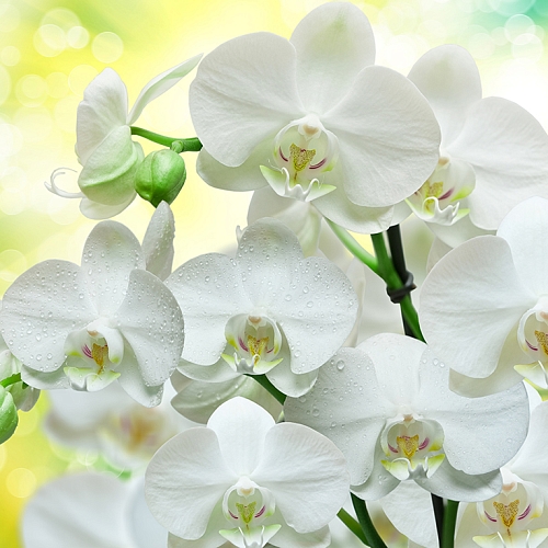 Фотообои Белые орхидеи В1-085 (3,0х2,7 м)