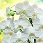Белые орхидеи В1-085 (3,0х2,7 м)