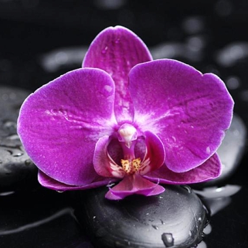 Фотообои Орхидея на камнях  В1-323 (2,0х1,47 м)