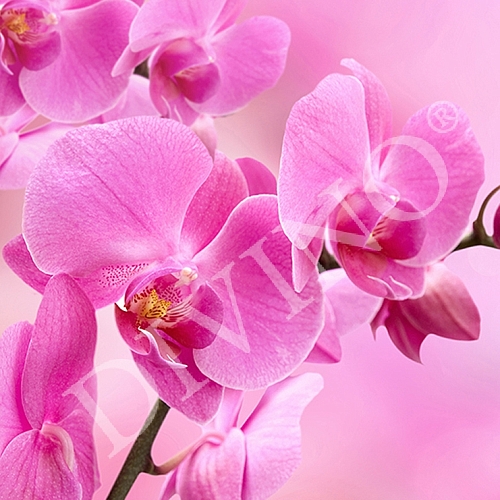 Фотообои Розовая орхидея B-089 (2,0х2,7 м)