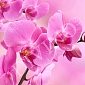 Розовая орхидея B-089 (2,0х2,7 м)
