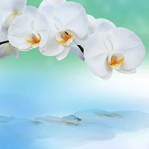 Фотообои Орхидея с отражением С-245 (2,0х2,7 м)