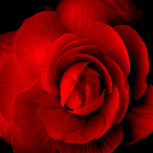 Фотообои Роза в тени D-083  (2,0х2,7 м)