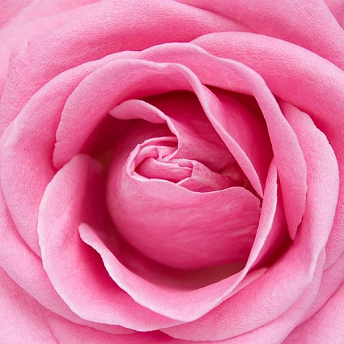 Фотообои Розовая роза  В1-325 (2,0х1,47 м)