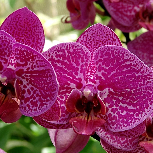 Фотообои Орхидея фиолетовые B1-318 (2,0х1,47 м)