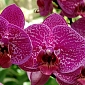 Орхидея фиолетовые B1-318 (2,0х1,47 м)