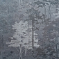 Forest AR11218-05