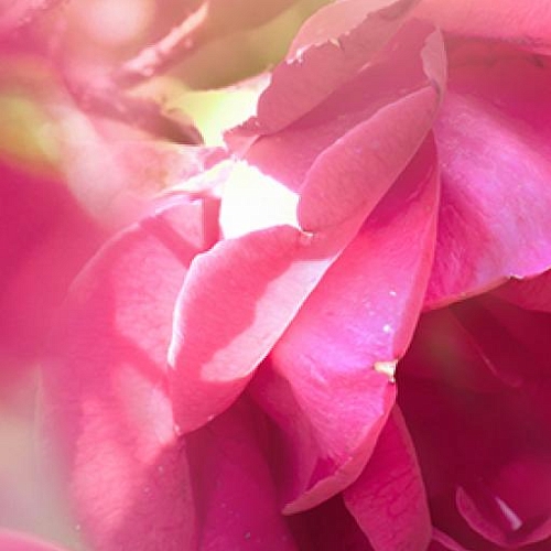 Фотообои Розовые цветы В1-296 (1,0х2,7 м)