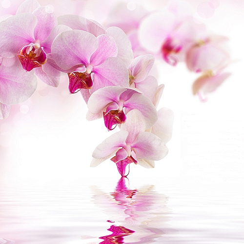 Фотообои Розовая орхидея D-070 (3,0х2,7 м)