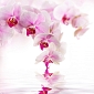 Розовая орхидея D-070 (3,0х2,7 м)