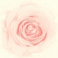 Бутон розы D-039 (3,0х2,7 м)