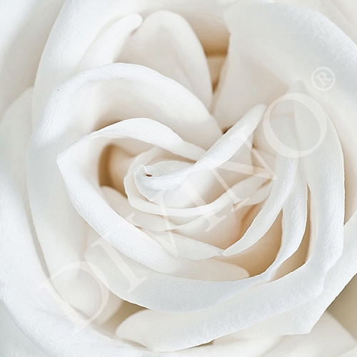 Фотообои Белая роза A-061 (2,0х1,47 м)