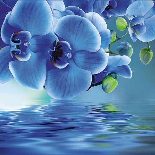 Фотообои Голубая орхидея 061 (2,94х2,60 м)