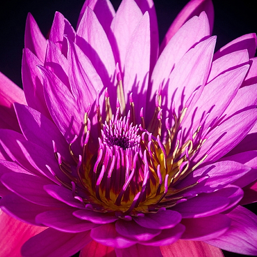 Фотообои Яркий цветок C-386 (3,0х2,38 м)