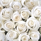 Розы белые В1-091 (3,0х2,7 м)