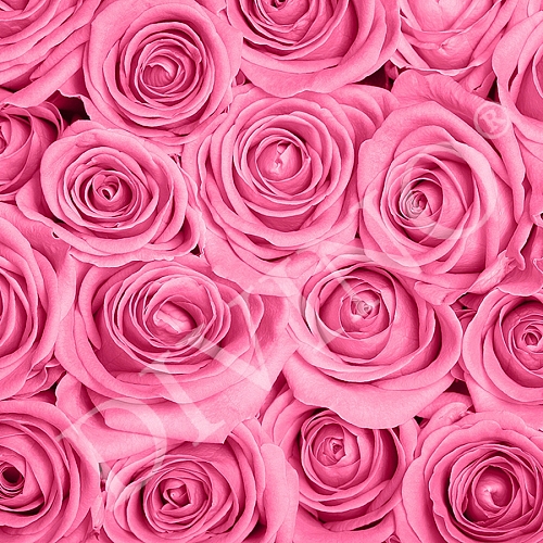 Фотообои Розы розовые фон B-092 (3,0х2,7 м)