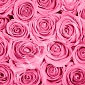 Розы розовые фон B-092 (3,0х2,7 м)