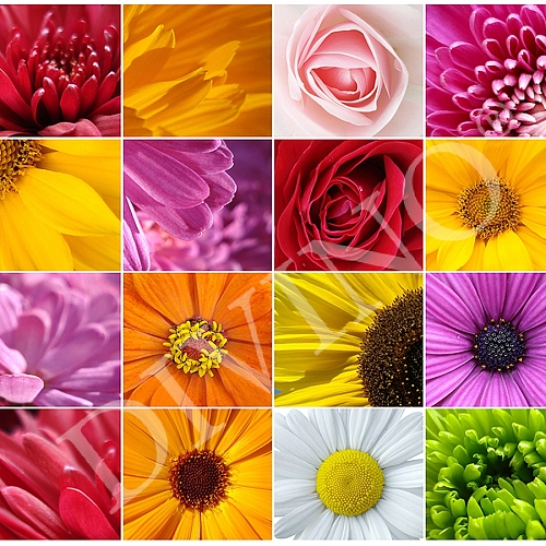 Фотообои Цветы микс B-098  (3,0х2,7 м)