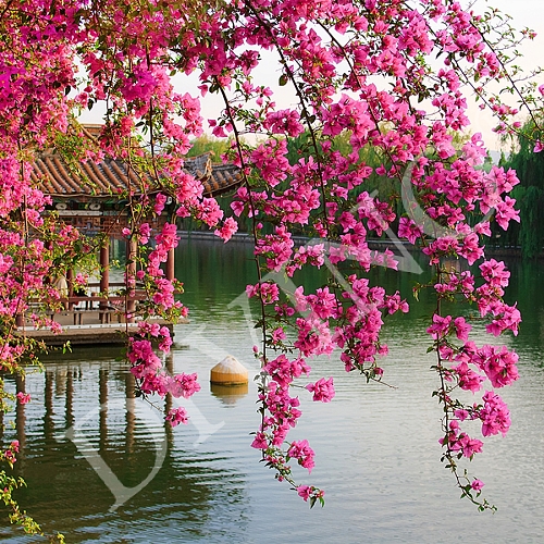 Фотообои Цветущие ветви в саду Китая В-077 (3,0х2,7 м)