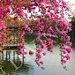 Цветущие ветви в саду Китая В-077 (3,0х2,7 м)