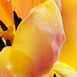 Тюльпаны В1-287 (1,0х2,7 м)