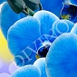 Орхидея синяя A-088 (1,0х2,7 м)