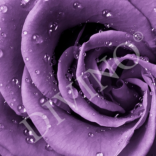 картинка Роза фиолетовая A-097 (2,0х2,7 м) от магазина Обои Элизиум