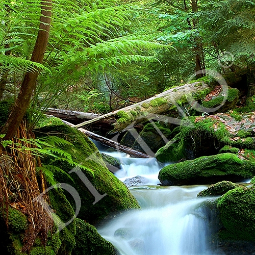 Фотообои Зеленый лес  A-023 (2,0х2,7 м)