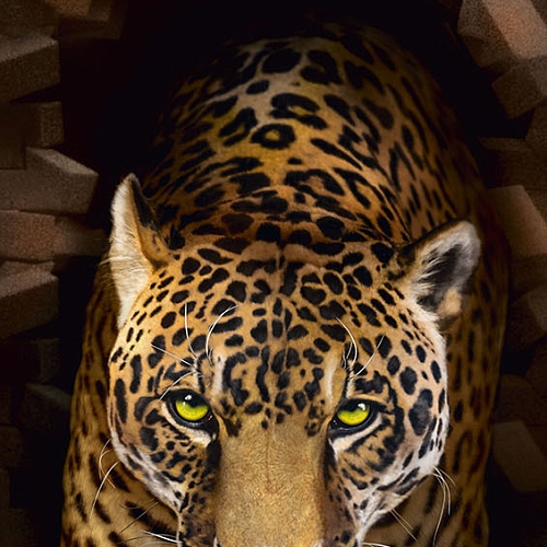 Фотообои Леопард 161 (0,98х2,60 м)