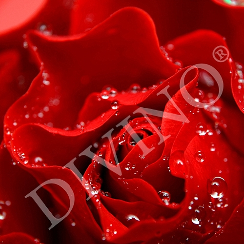 Фотообои Красная роза C-024 (2,0х1,47 м)