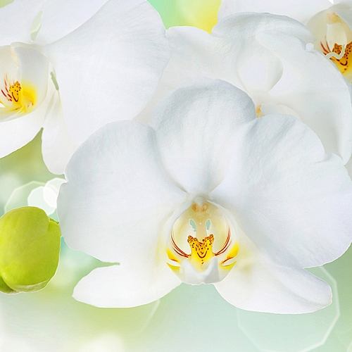 Фотообои Белая орхидея C-379 (3,0х2,38 м)